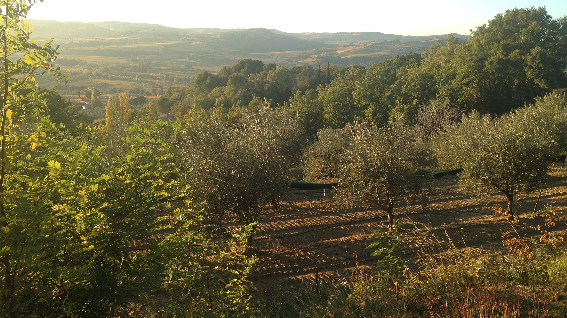 Paysage de campagne
