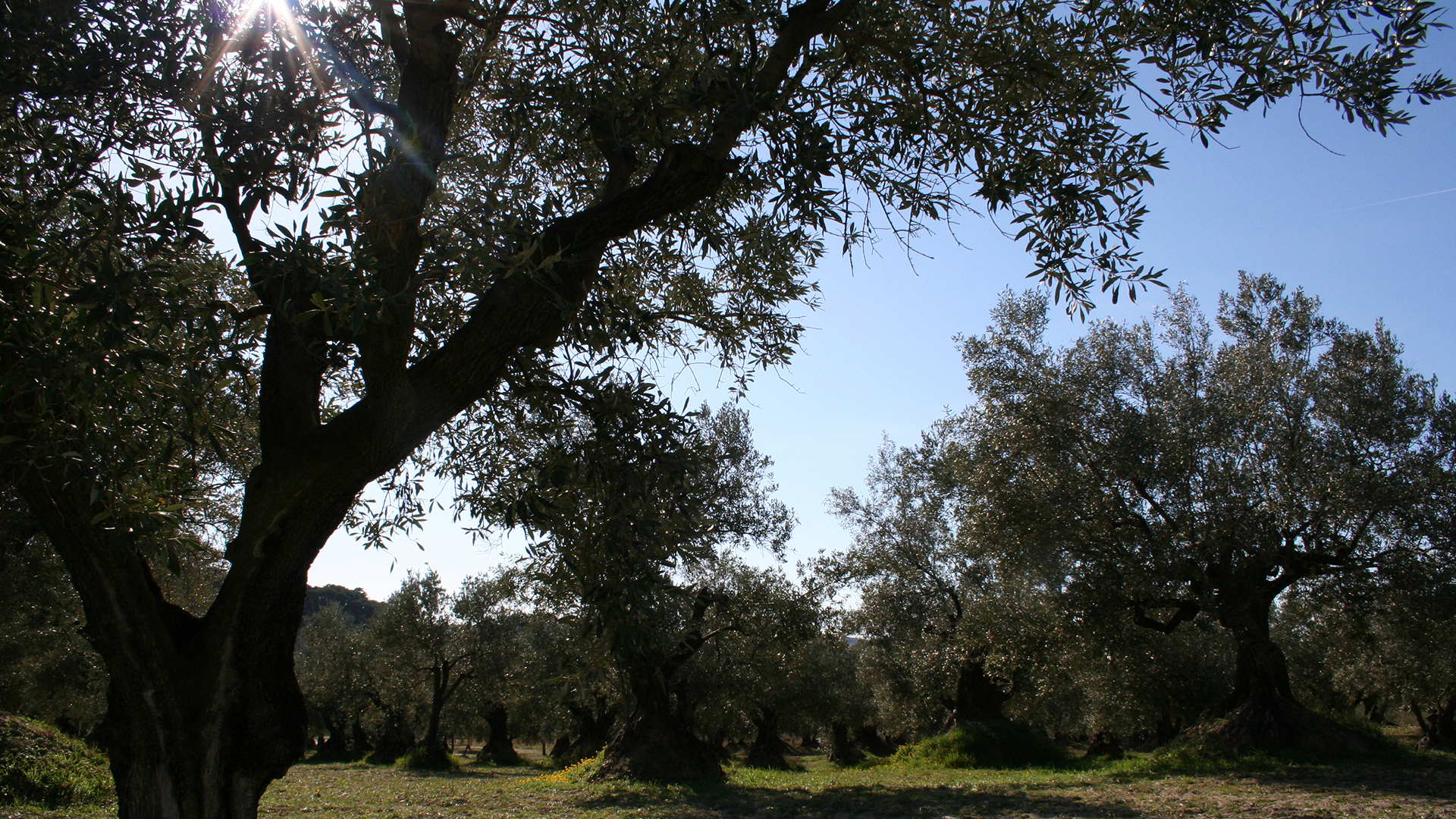 Paysage de campagne